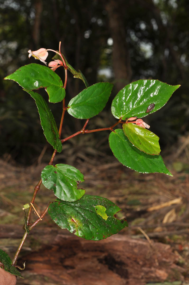 B. megalantha